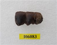 藏品(豬齒)的圖片